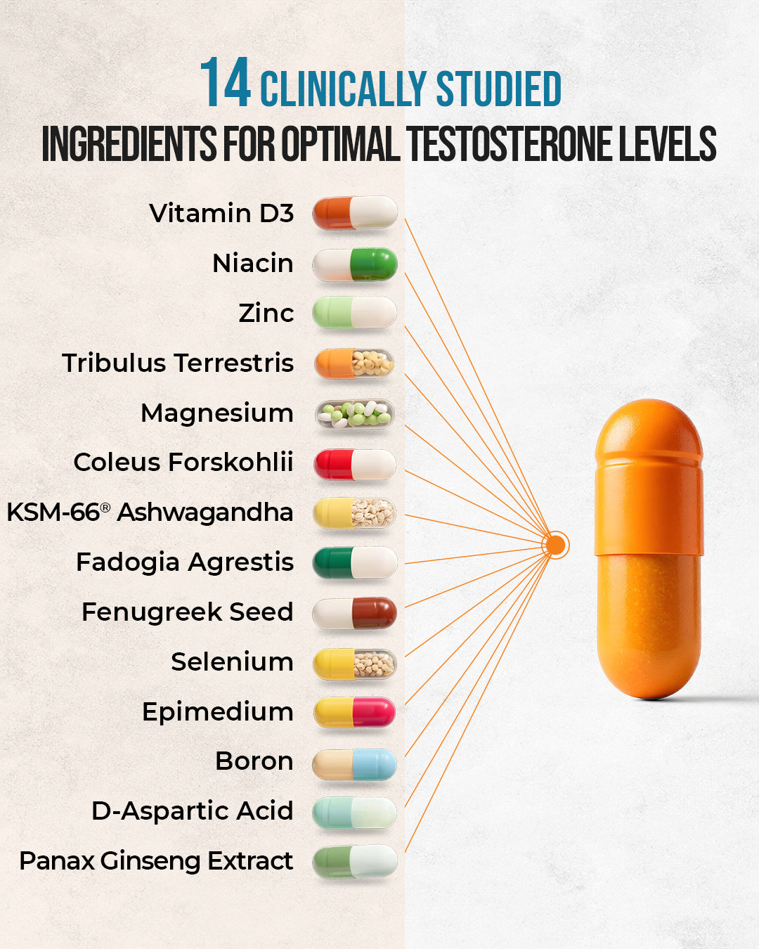 a capsule depicting the 14 in 1 testosterone supplement breakdown